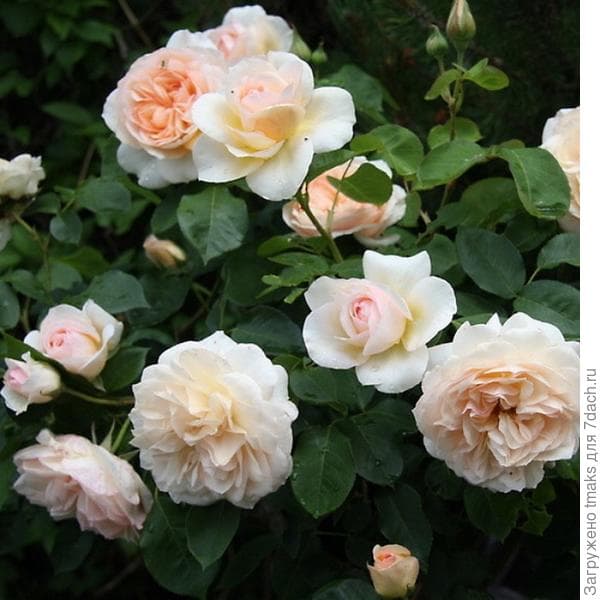 Фото 3