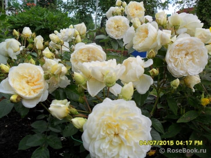Фото 3