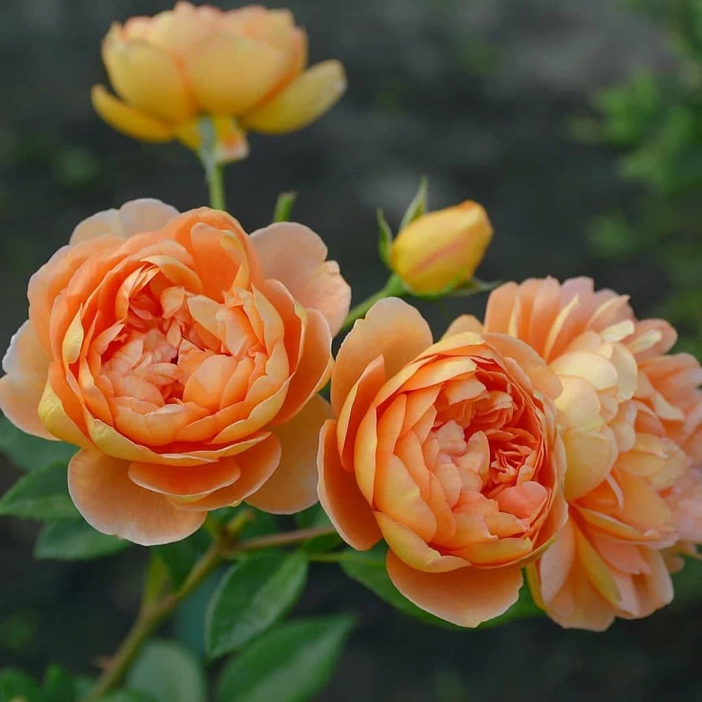 Фото 4