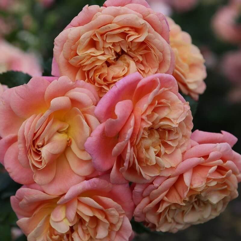Фото 4