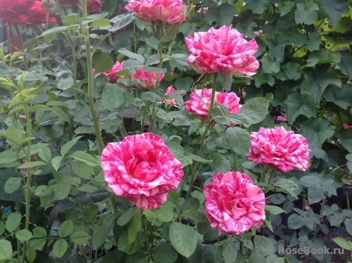 Фото 2