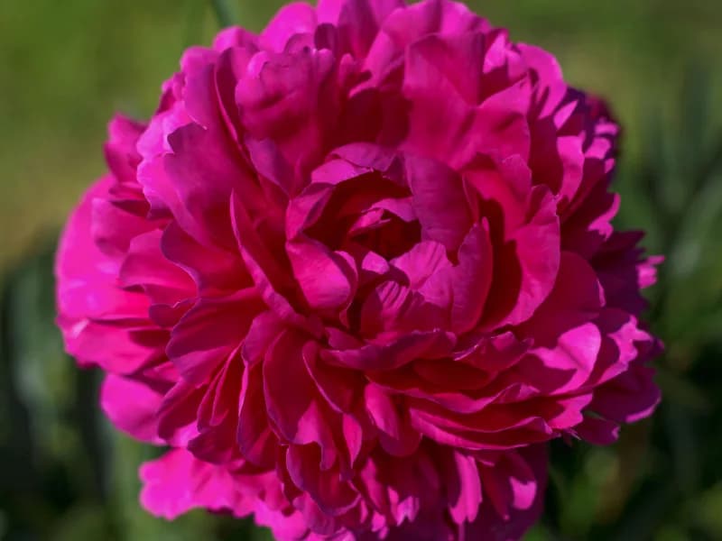 Пион Канзас (Kansas)