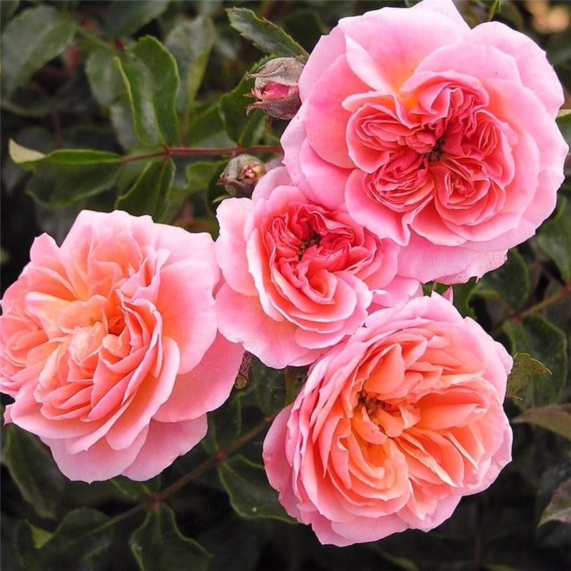 Фото 2