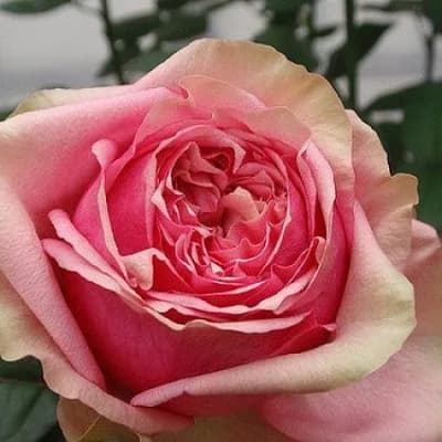 Фото 2