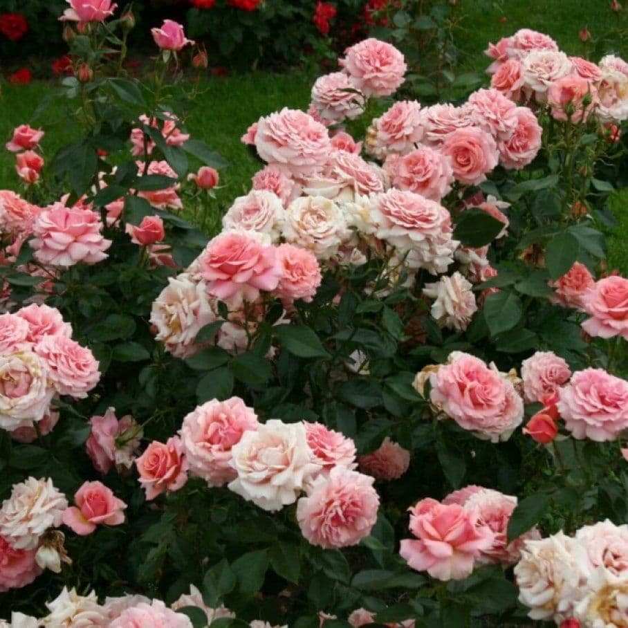 Фото 2