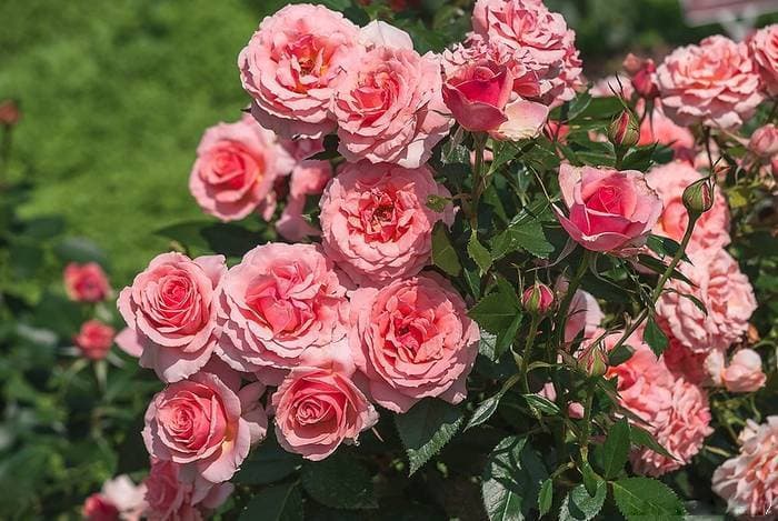 Фото 3