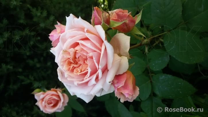 Фото 3