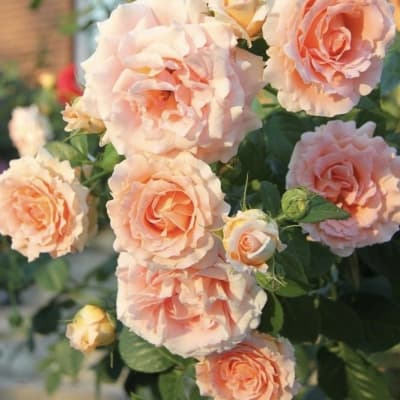 Фото 2