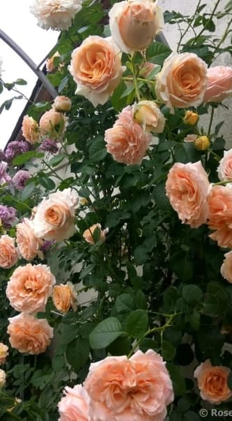 Фото 4