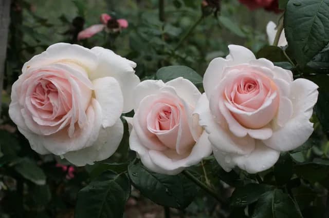 Фото 2