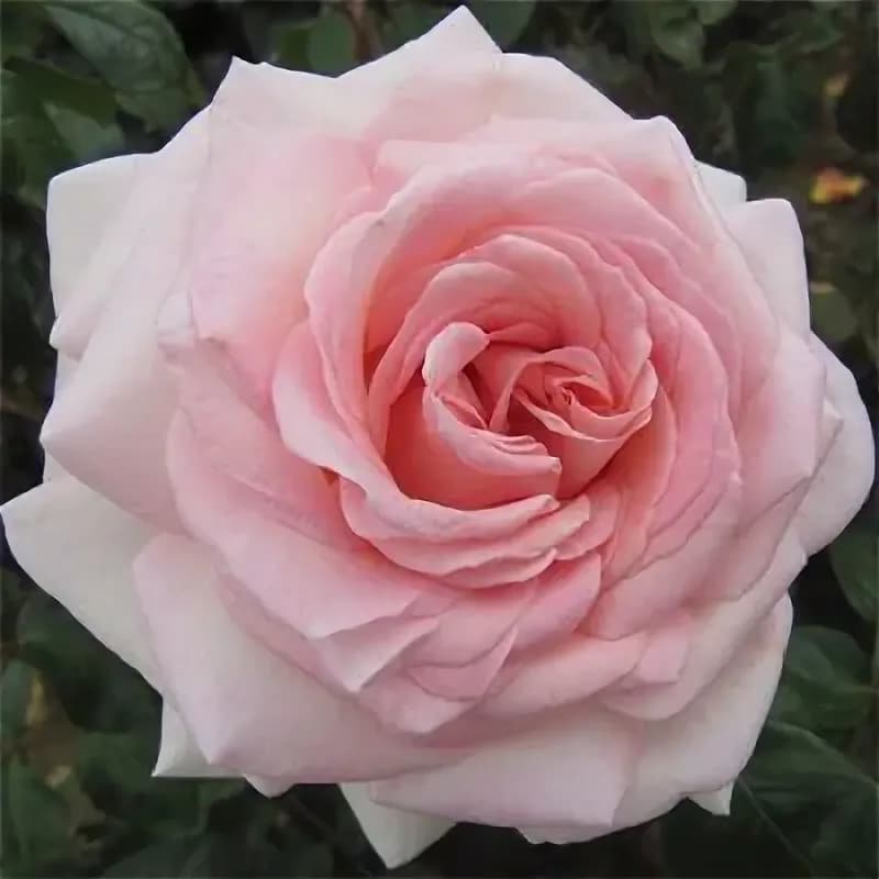Фото 4