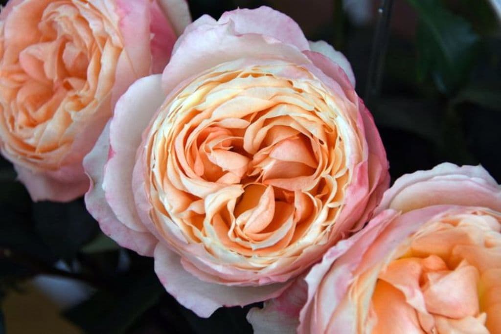 Фото 2