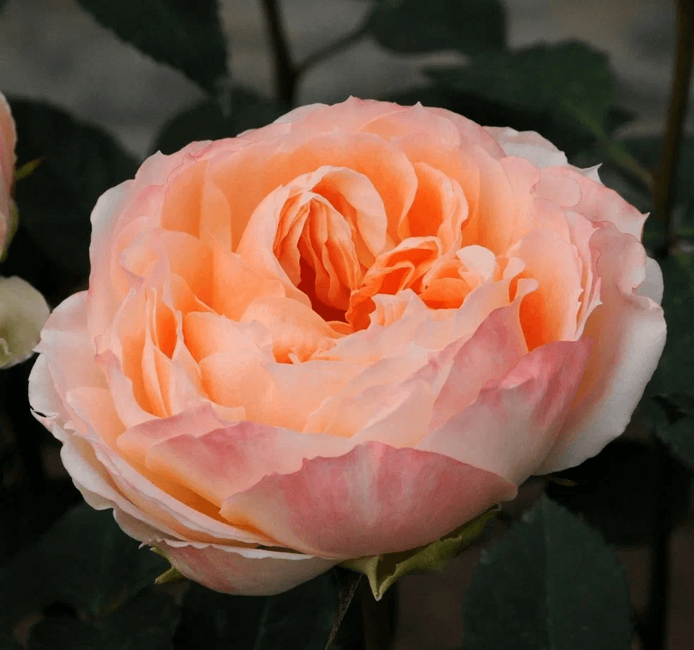 Фото 3