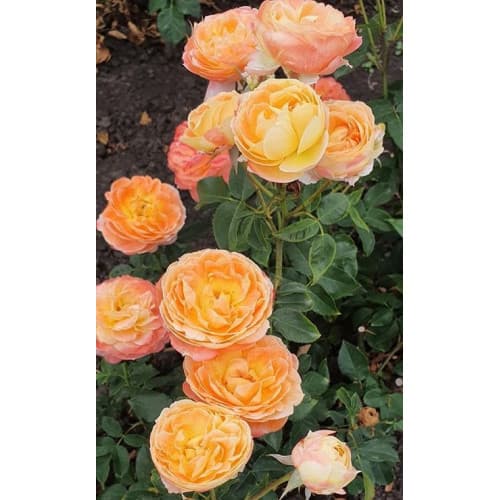 Фото 4
