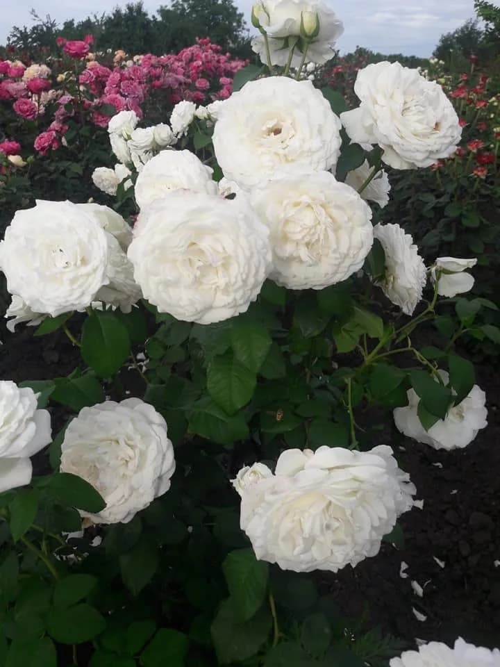 Фото 4