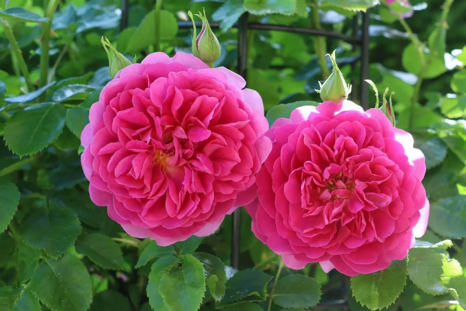Фото 2