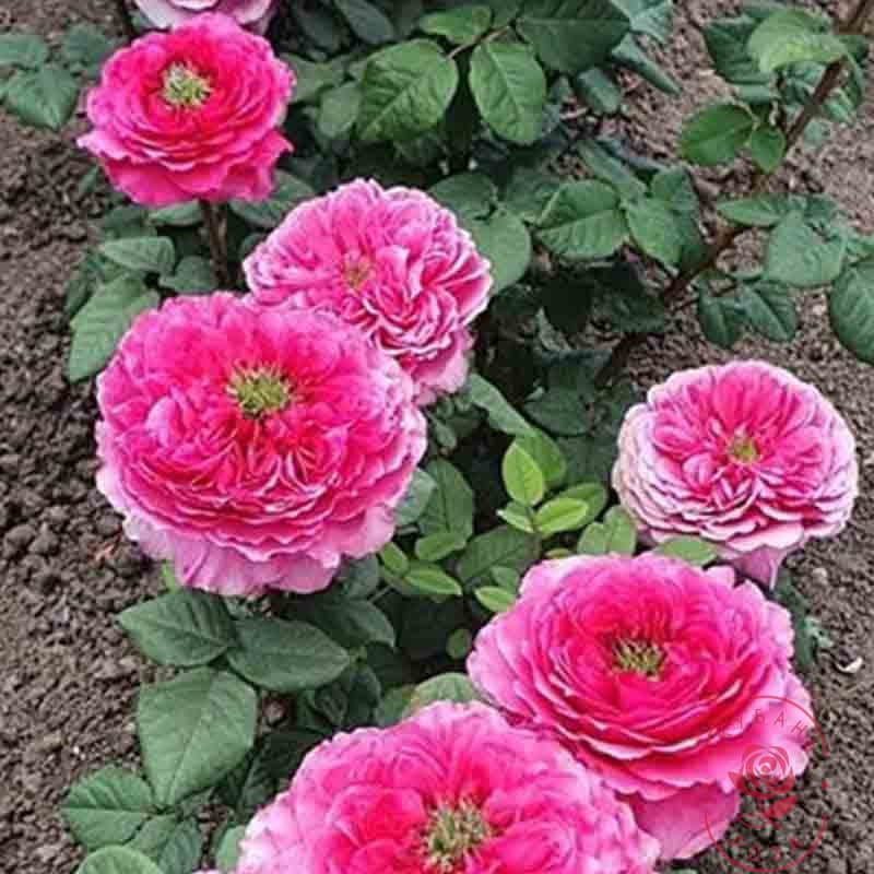 Фото 5