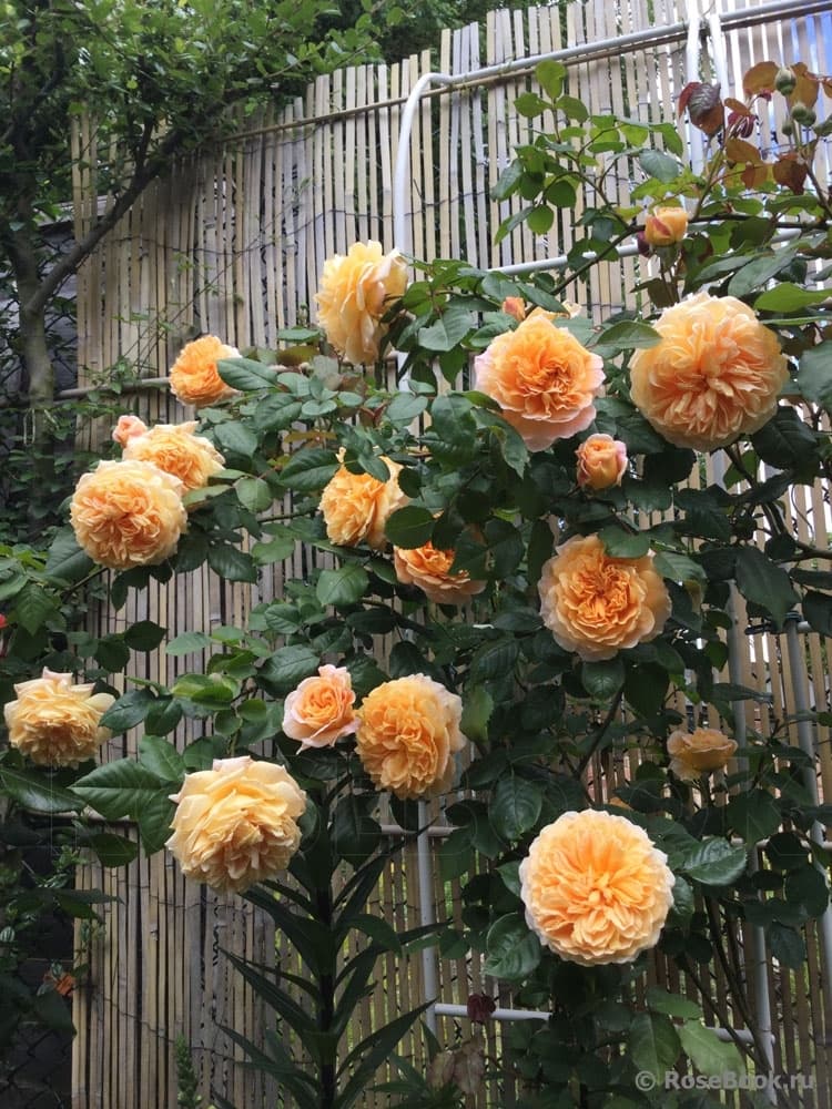 Фото 2