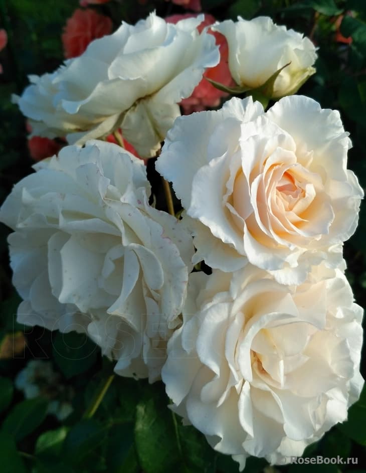Фото 3