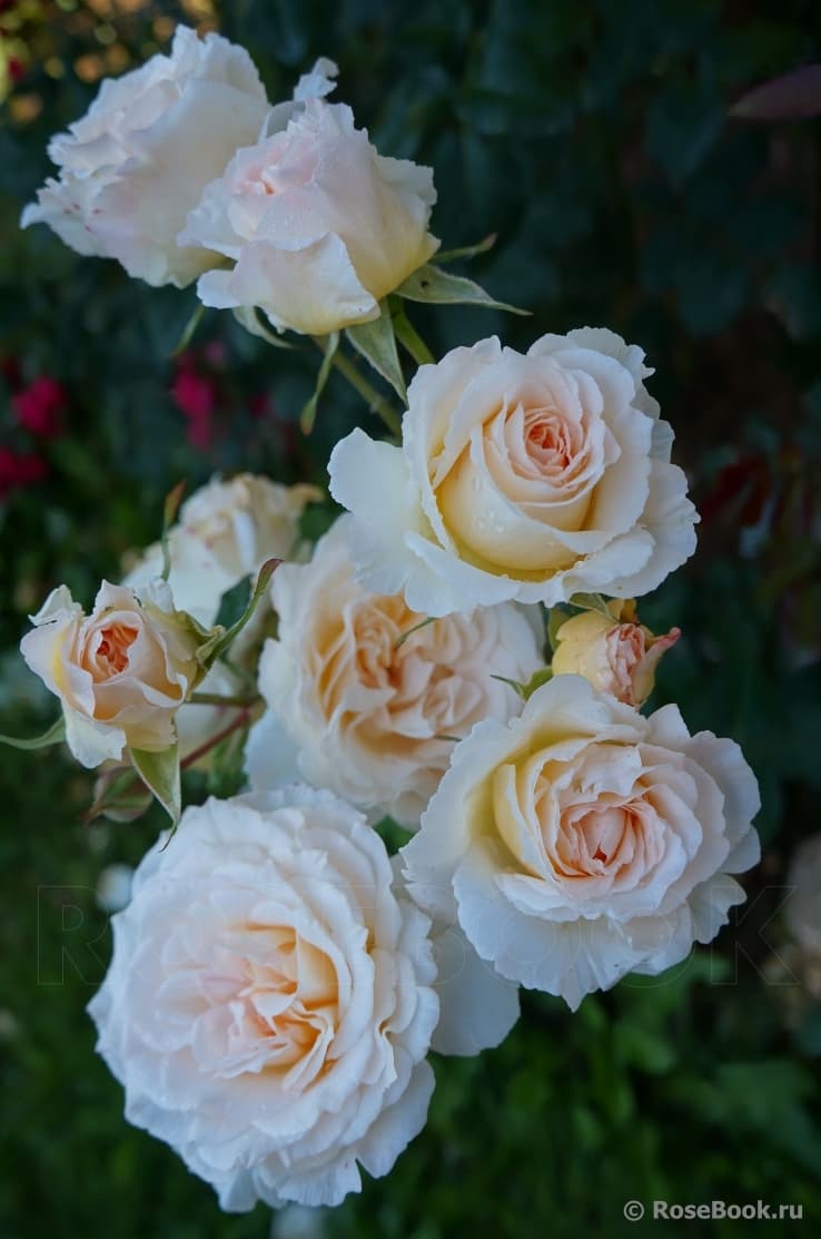 Фото 4