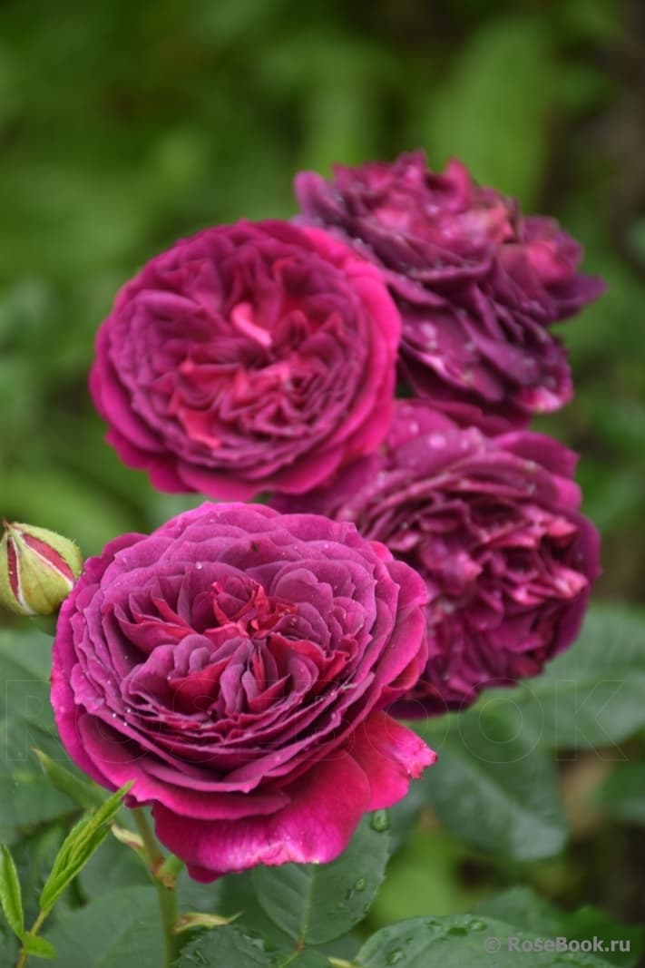 Фото 3