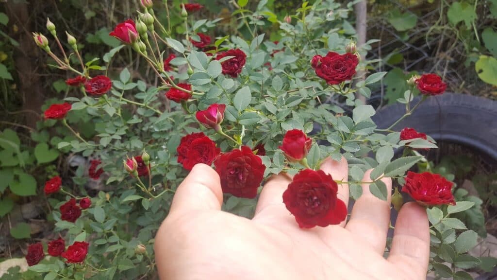 Фото 3