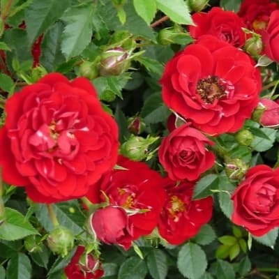 Фото 4