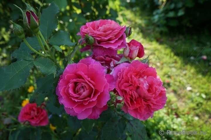 Фото 2