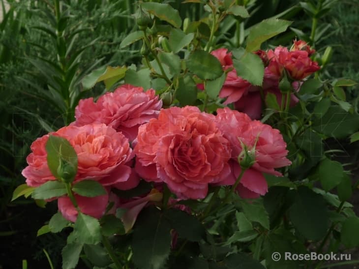 Фото 3