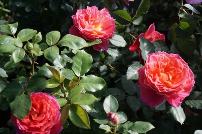 Фото 4