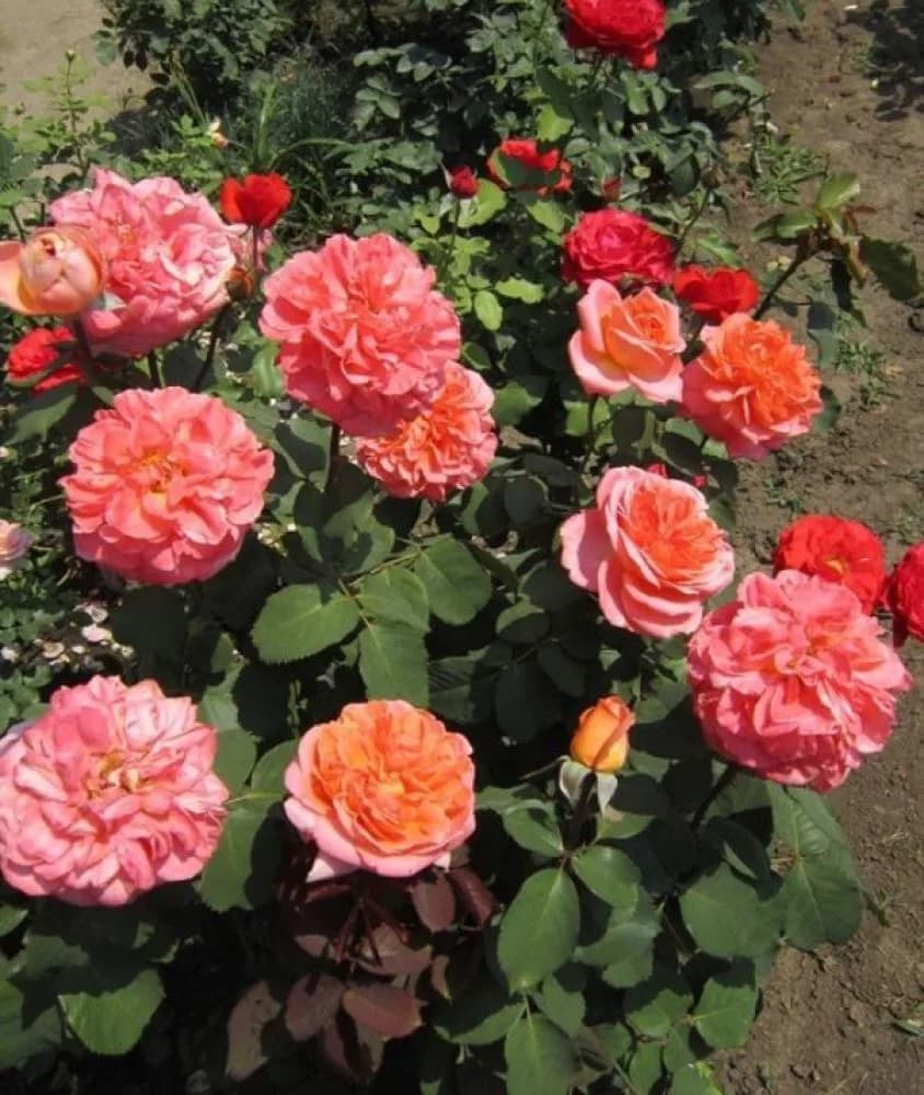 Фото 2