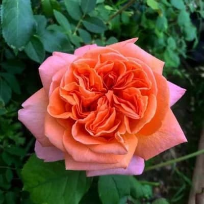 Фото 3