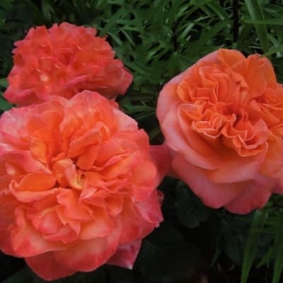Фото 4