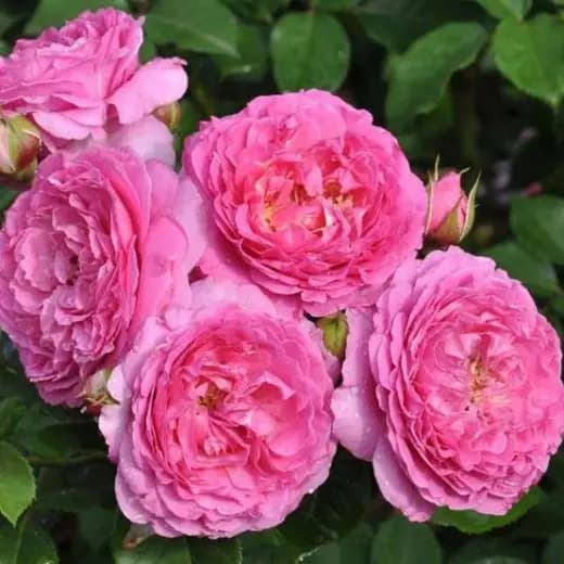 Фото 2