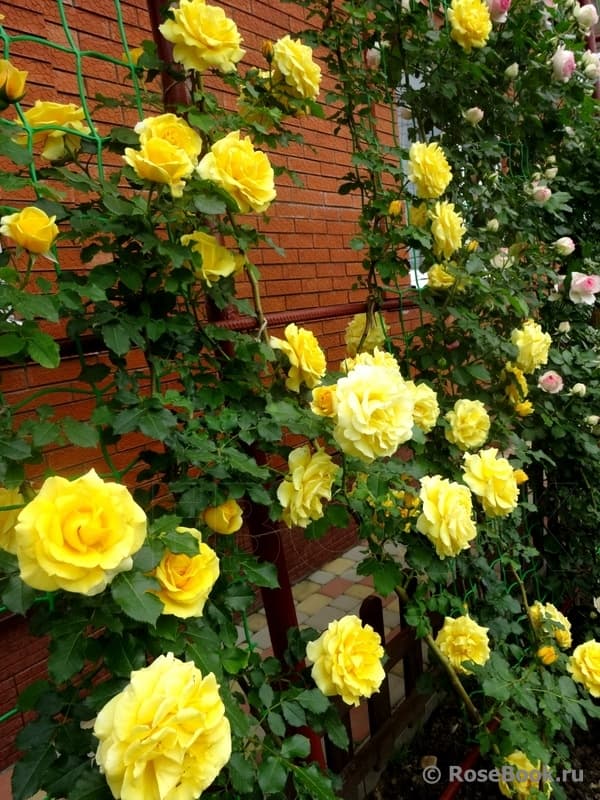 Фото 2