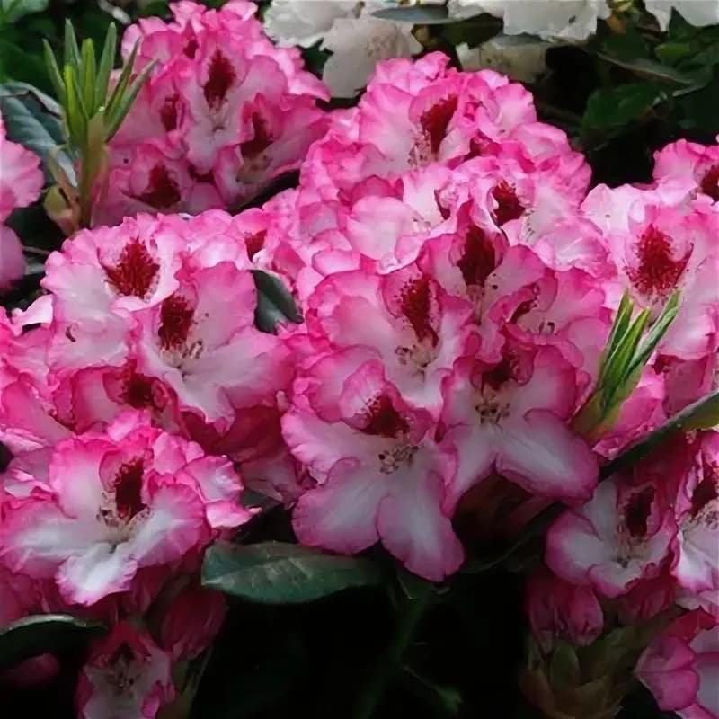 Фото 3