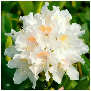 Каннингемс Уайт (Cunningham's White)