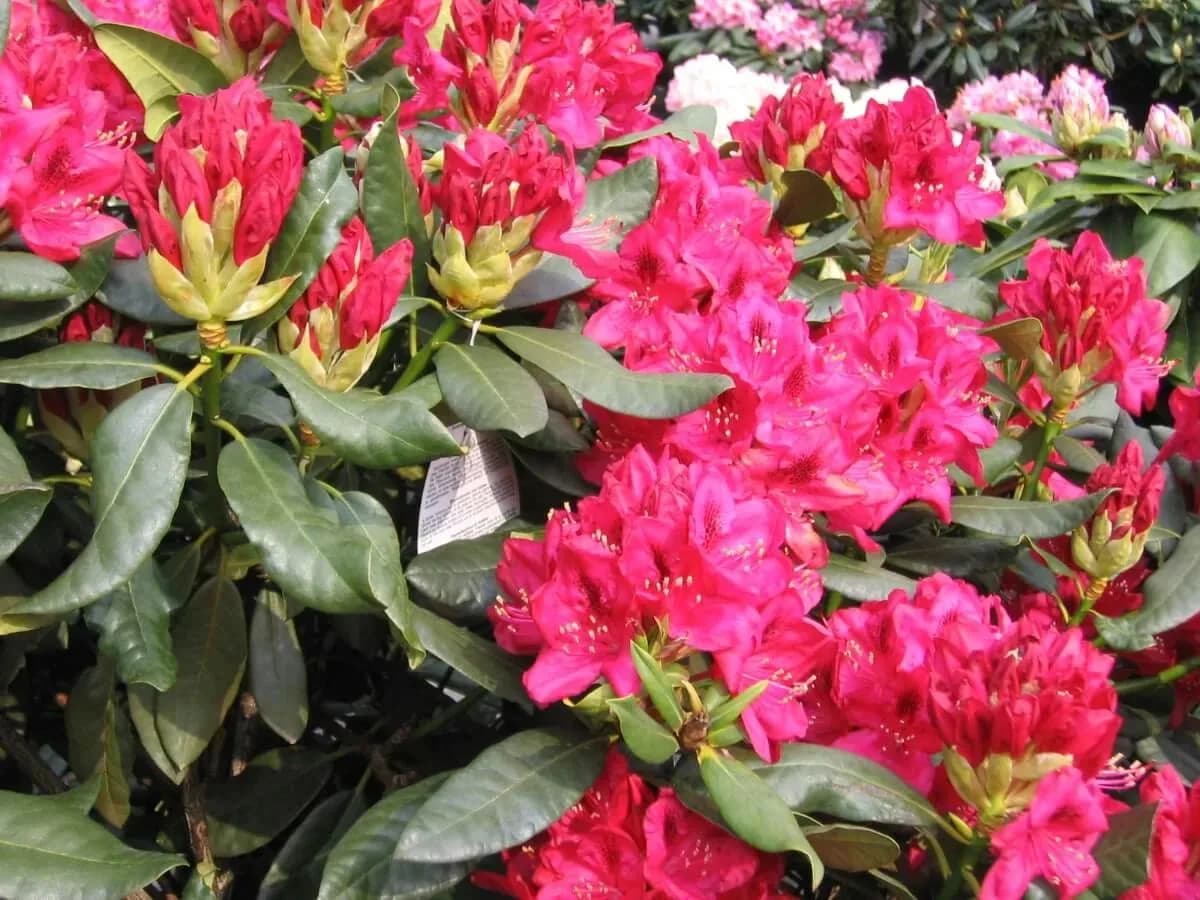 Фото 2