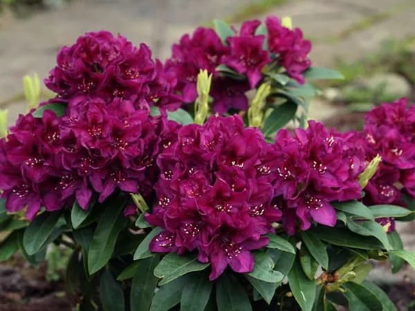Фото 4