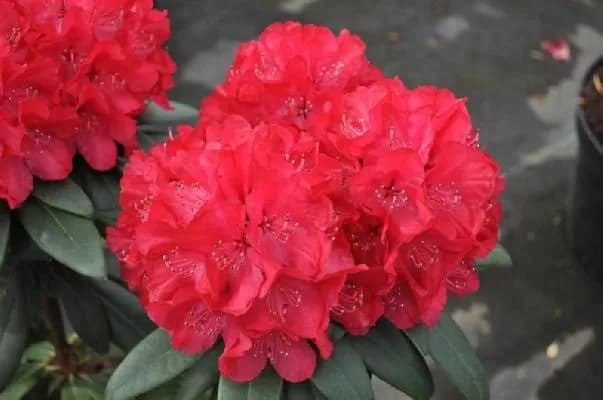 Wladyslaw Jagiello, Royal Red (Владислав Ягелло, Роял Ред)