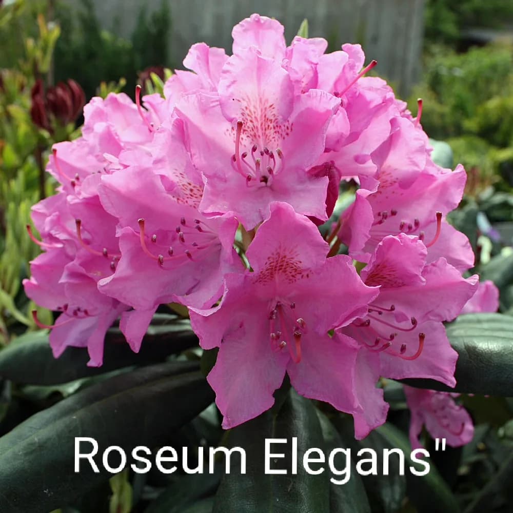 Roseum Elegans (Розеум Элеганс)