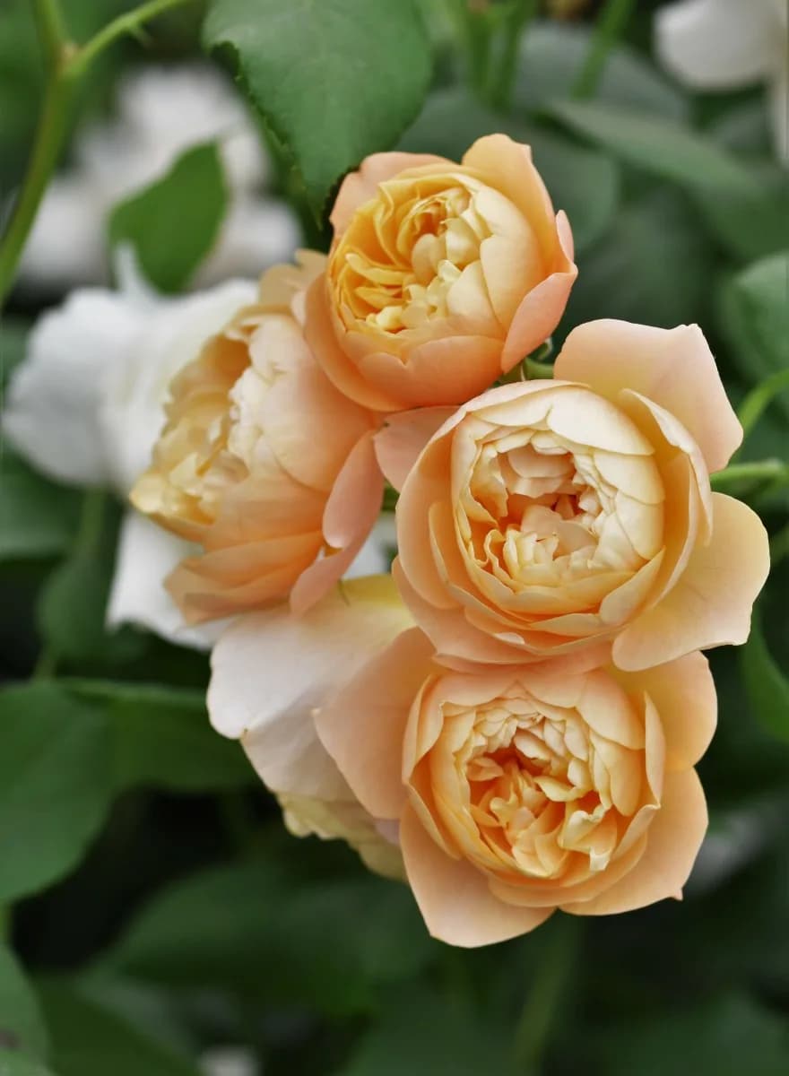 Фото 2