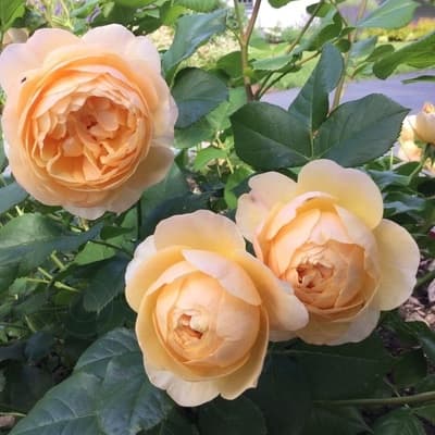 Фото 3