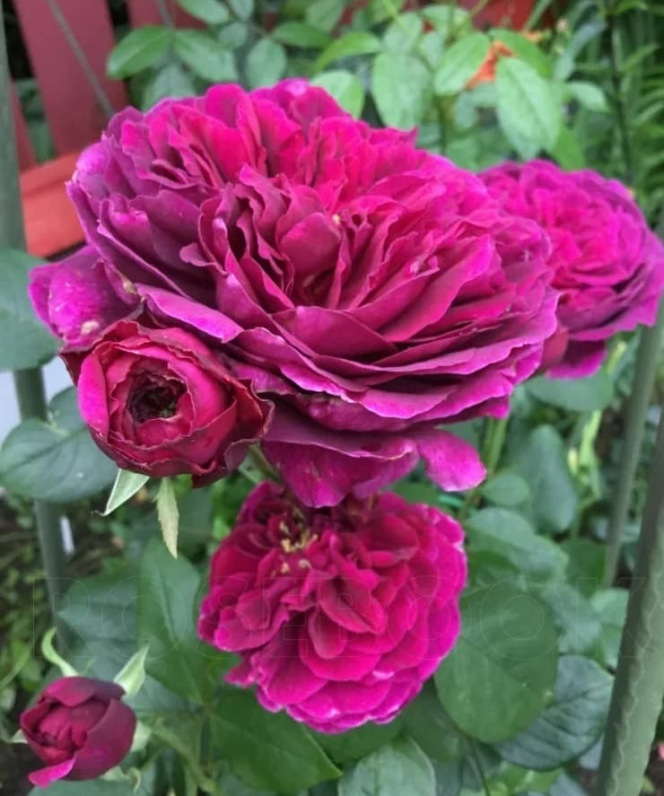 Фото 3
