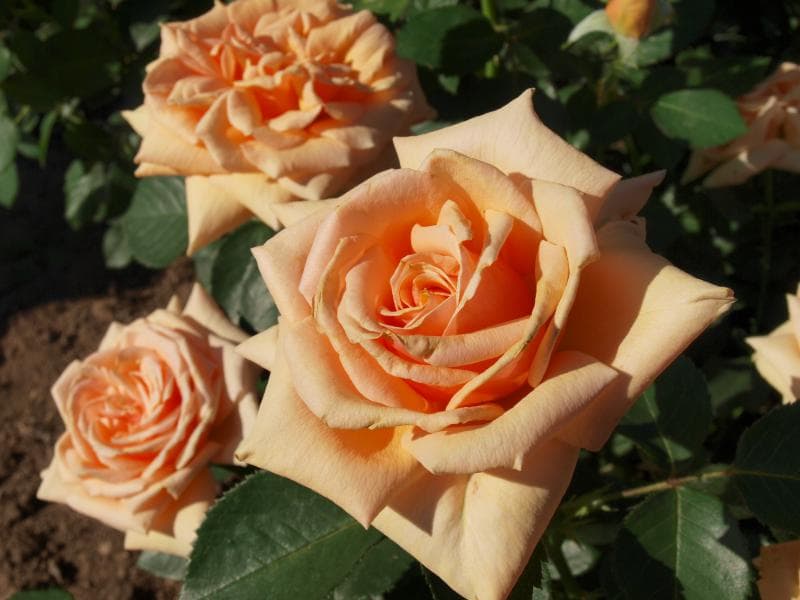 Фото 2