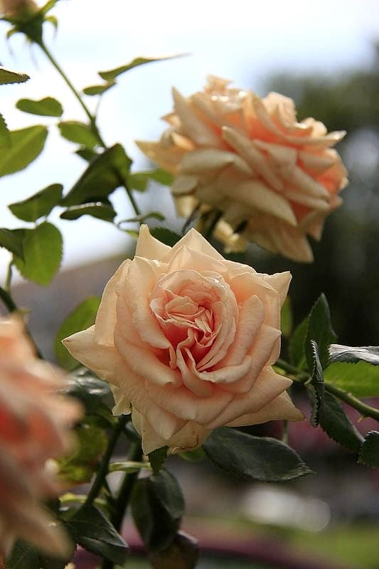 Фото 3
