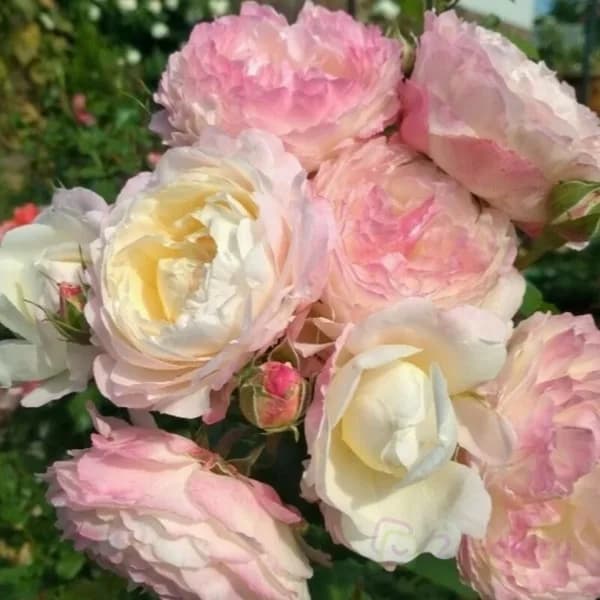 Фото 2