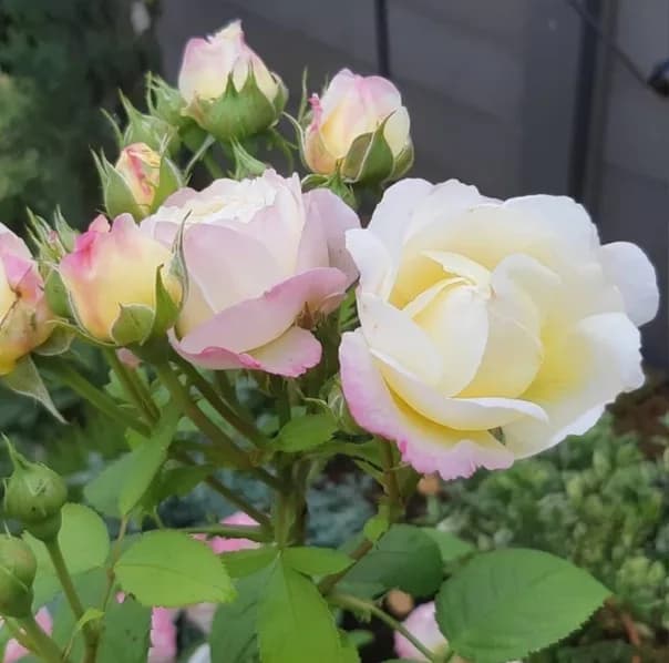 Фото 4
