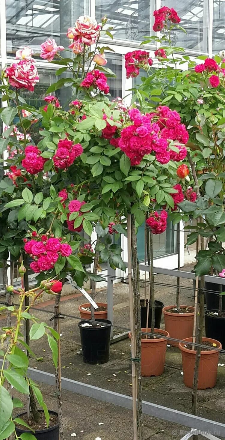 Фото 2