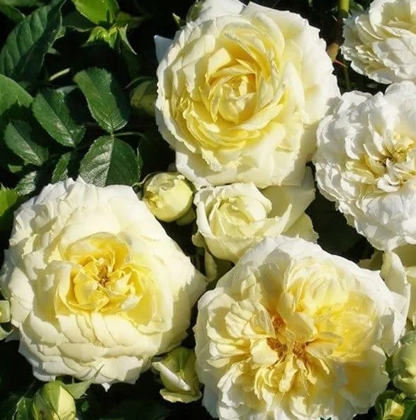 Фото 3